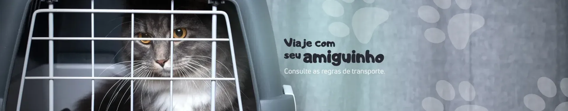 Gato em caixa de transporte, campanha Viaje com seu amiguinho da Expresso Nordeste