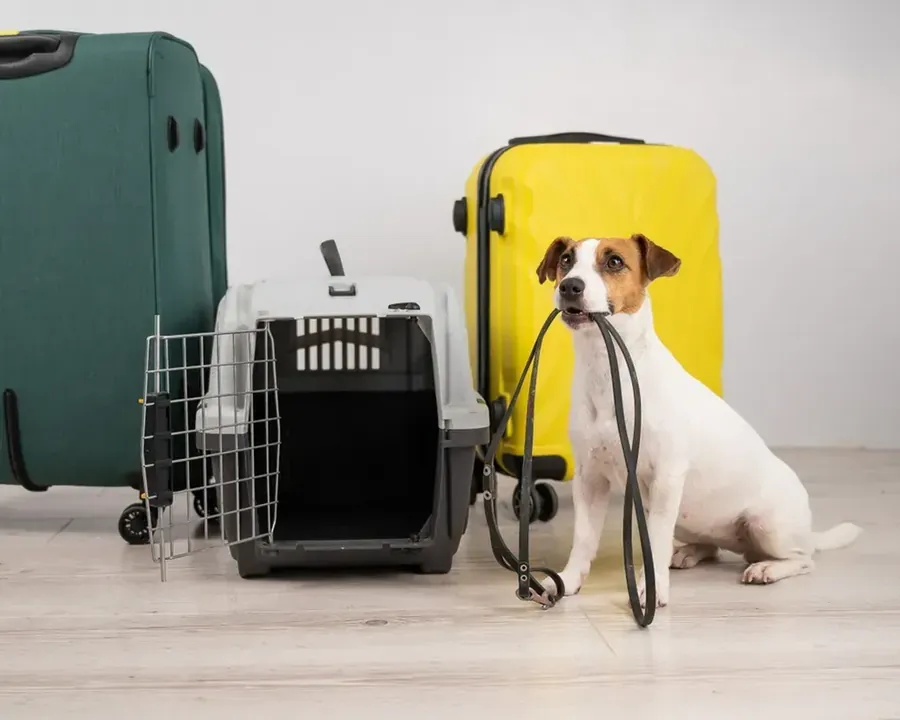 Cachorro ao lado de malas e caixa de transporte pronto para viajar